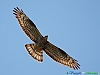 Uccelli accipitriformi 19-Falco pecchiaiolo.jpg